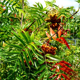 Eberesche 'Ulong' (Sorbus aucuparia)