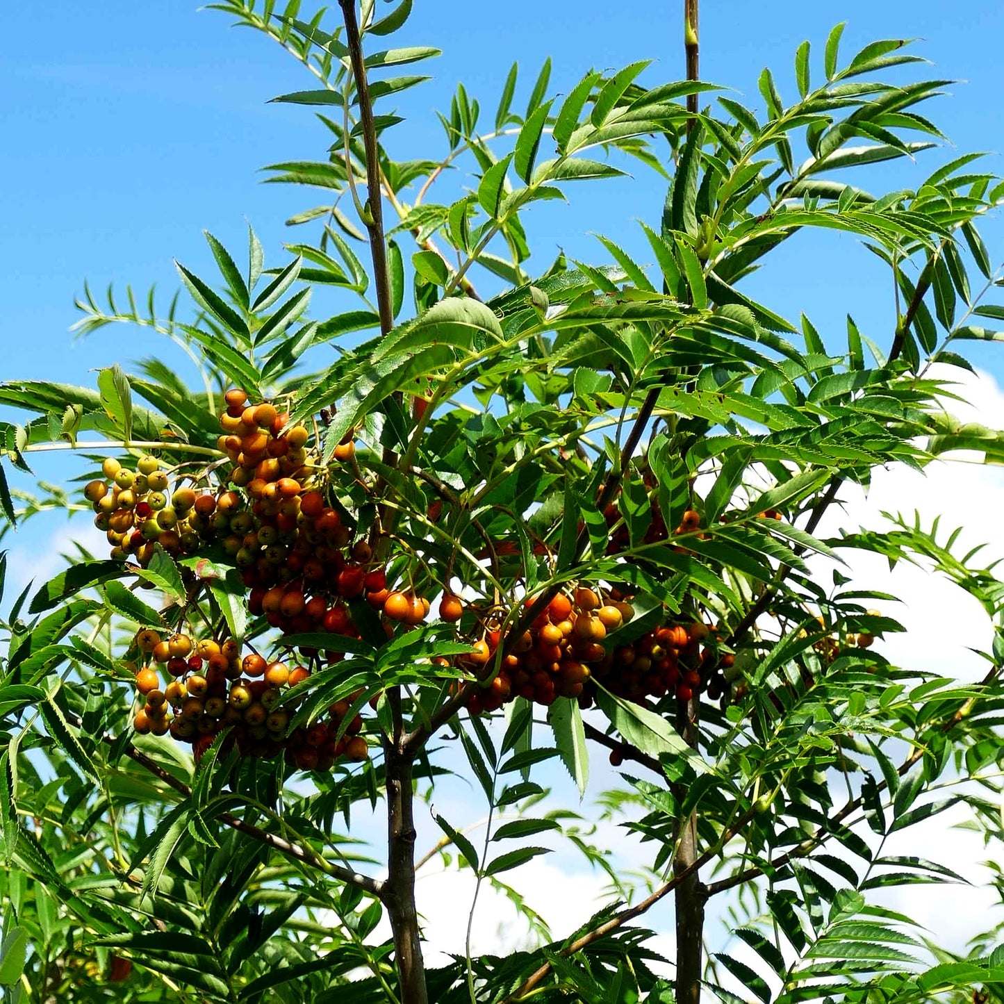 Eberesche 'Ulong' (Sorbus aucuparia)