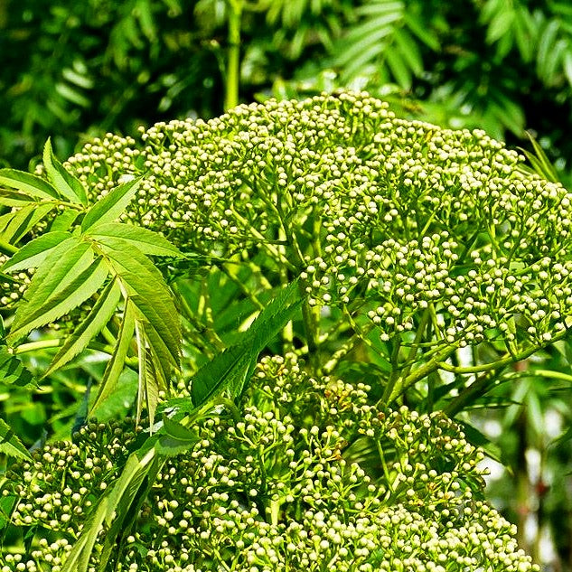 Eberesche 'Ulong' (Sorbus aucuparia)