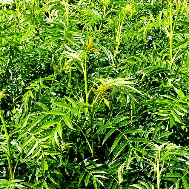 Eberesche 'Ulong' (Sorbus aucuparia)