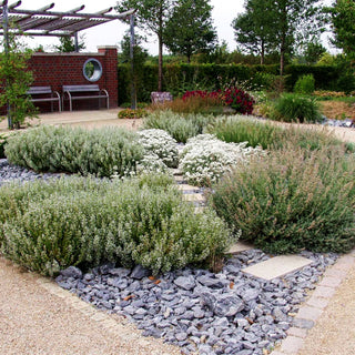 Echte Bergminze (Calamintha nepeta ssp.nepeta)