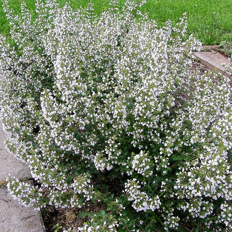 Echte Bergminze (Calamintha nepeta ssp.nepeta)