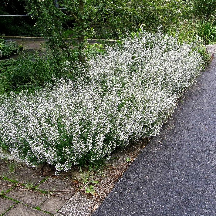 Echte Bergminze (Calamintha nepeta ssp.nepeta)