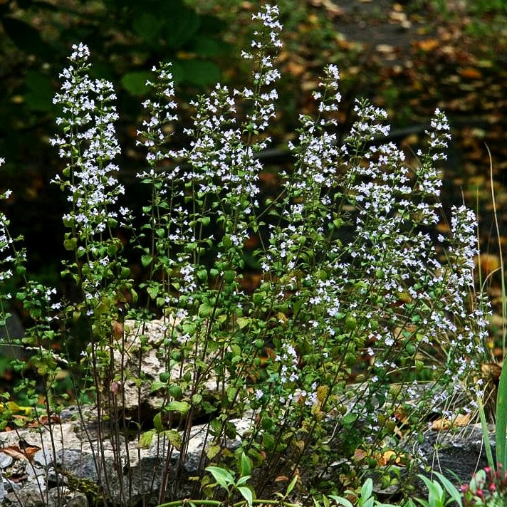 Echte Bergminze (Calamintha nepeta ssp.nepeta)