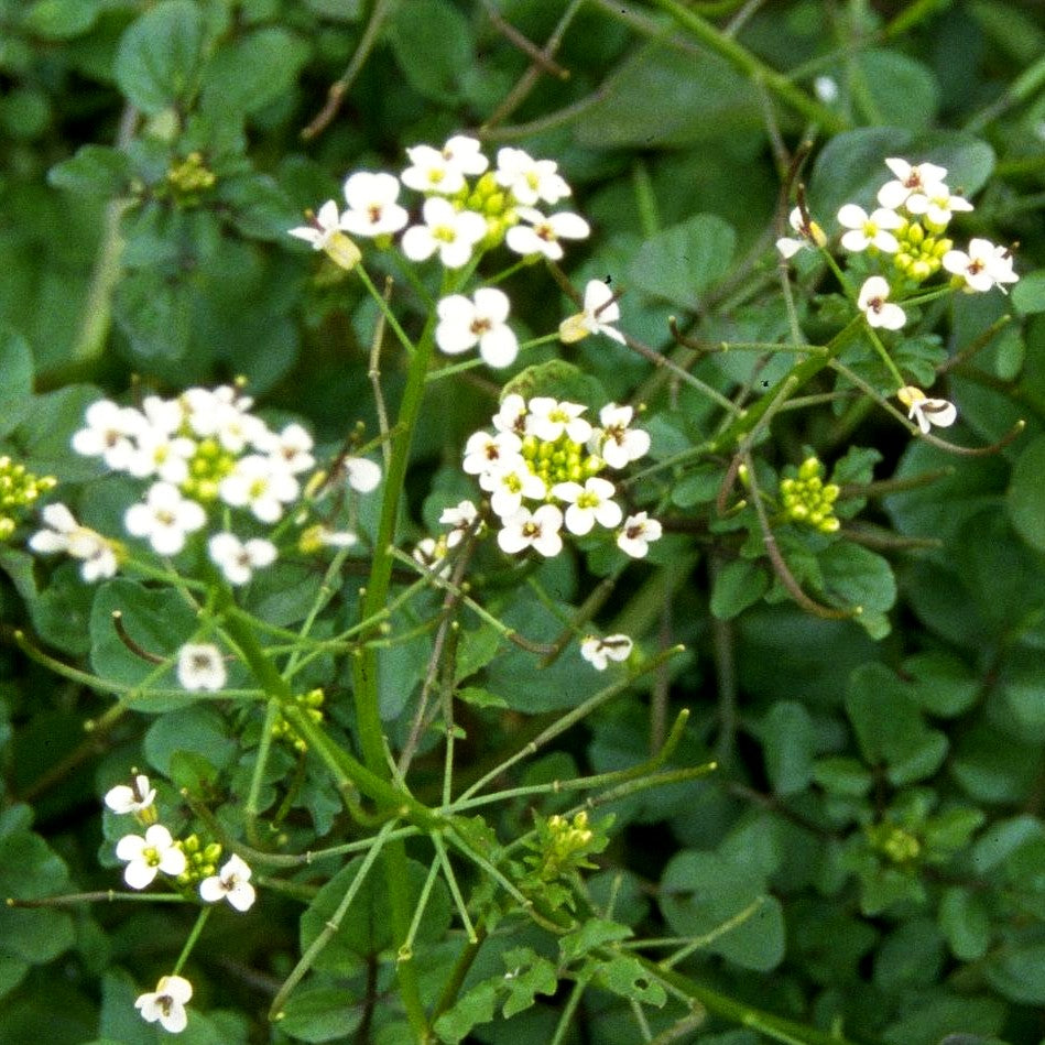 Echte Brunnenkresse (Nasturtium officinale)