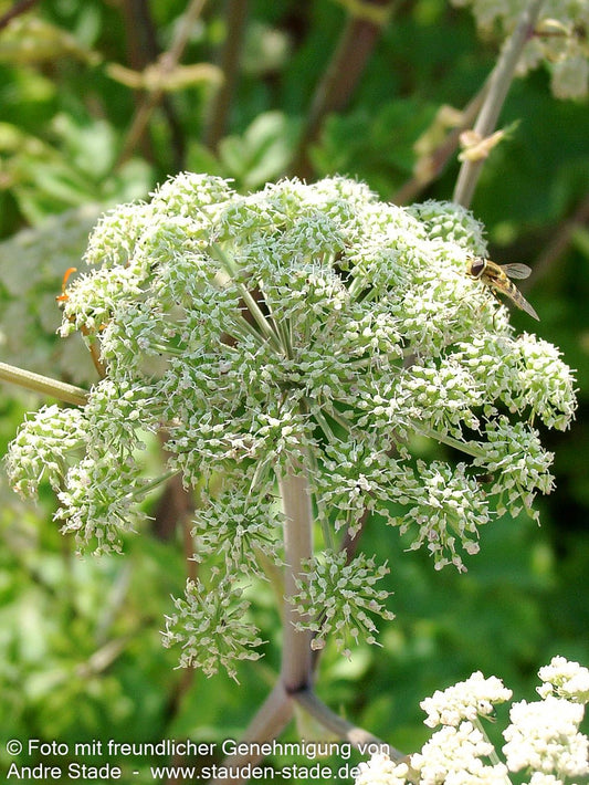 Echte Engelwurz (Angelica archangelica)