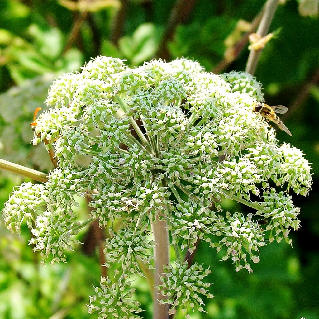 Echte Engelwurz (Angelica archangelica)