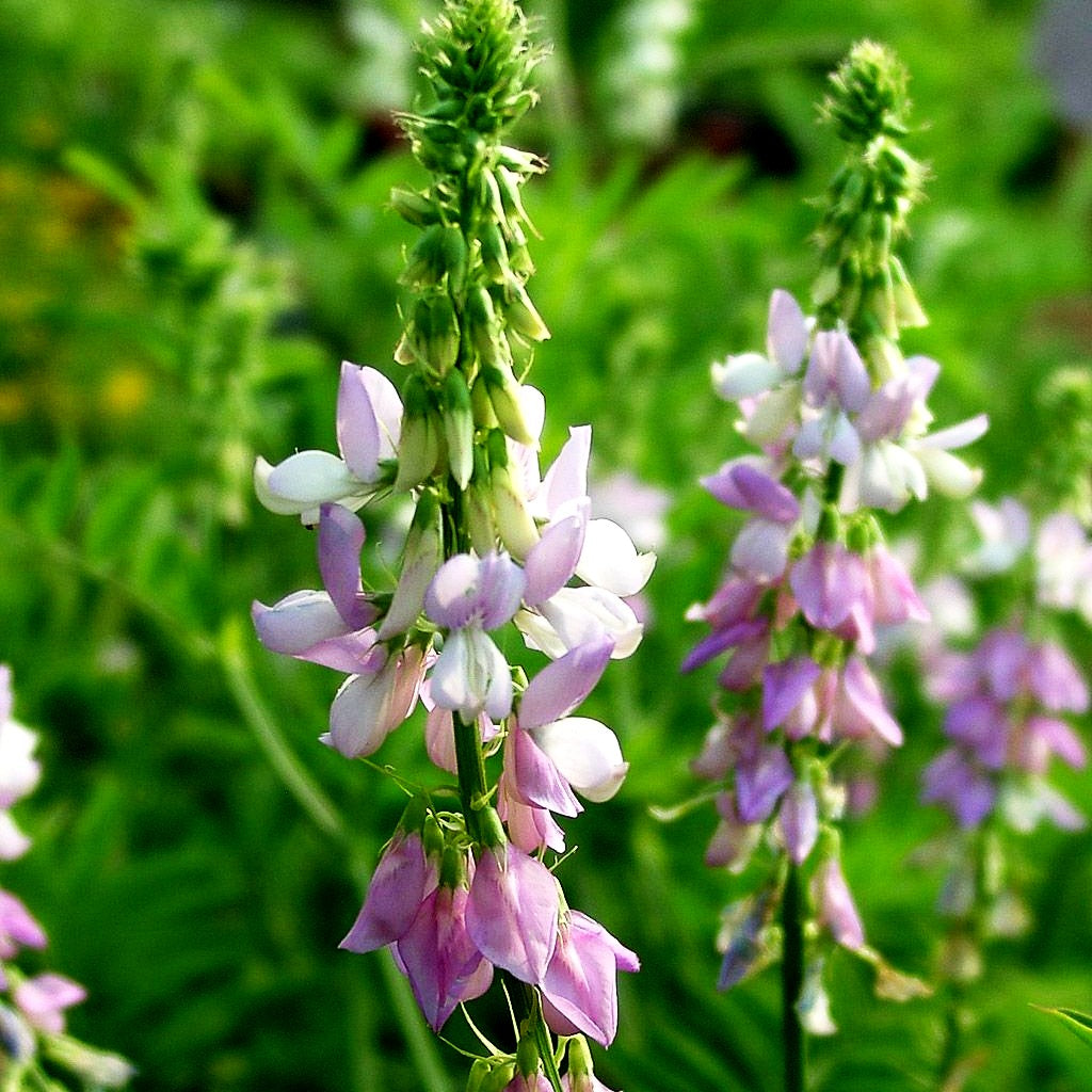 Echte Geißraute (Galega officinalis)