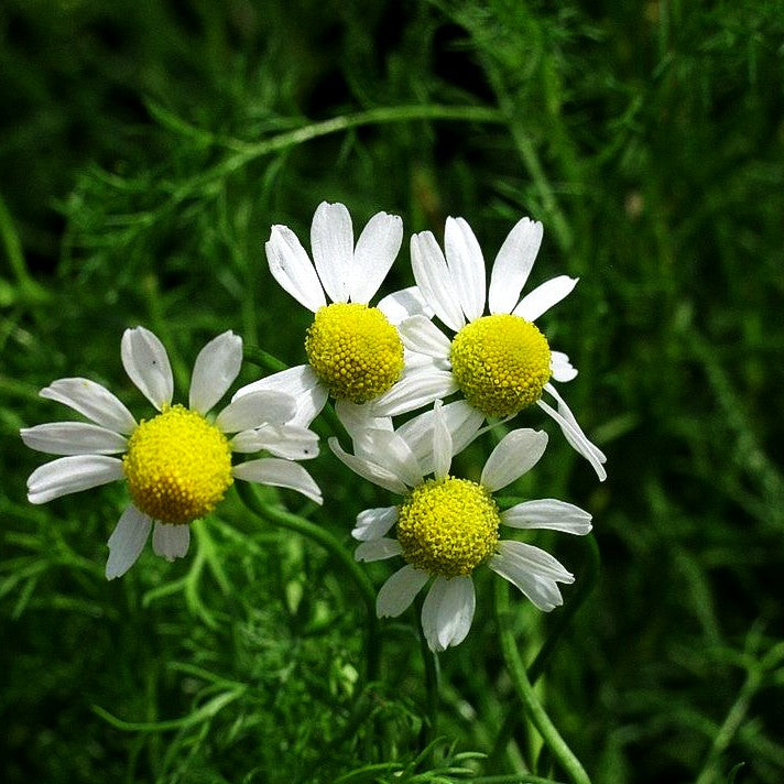 Echte Kamille (Matricaria recutita)