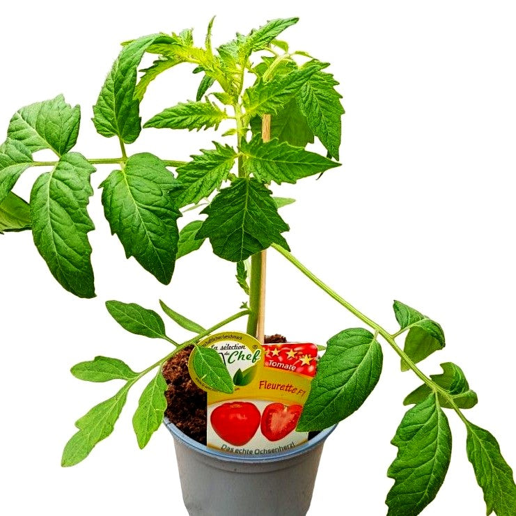 Echte Ochsenherztomate 'Fleurette' (Tomate)