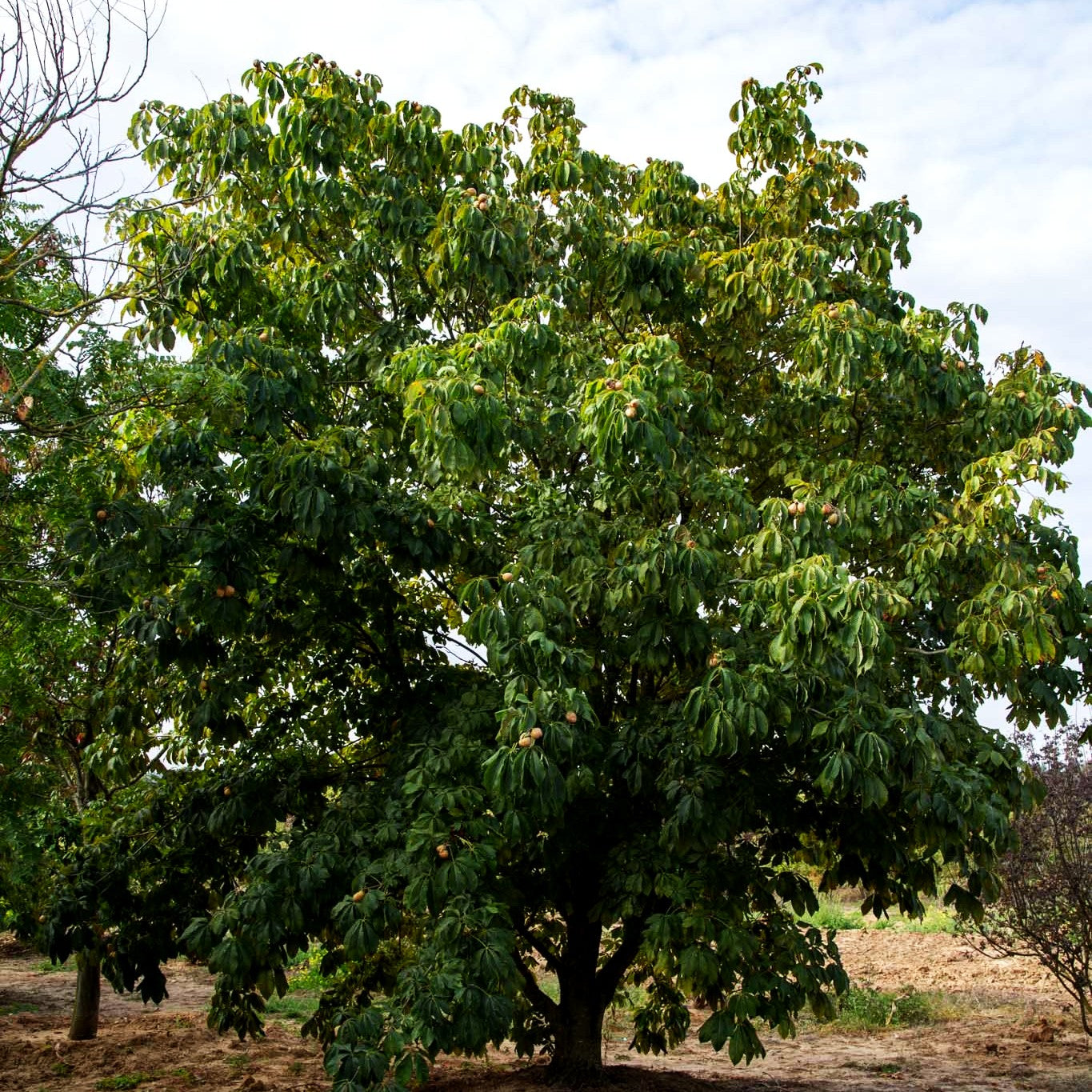 Echte Pavie (Aesculus pavia)