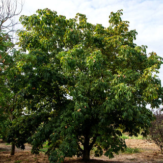 Echte Pavie (Aesculus pavia)