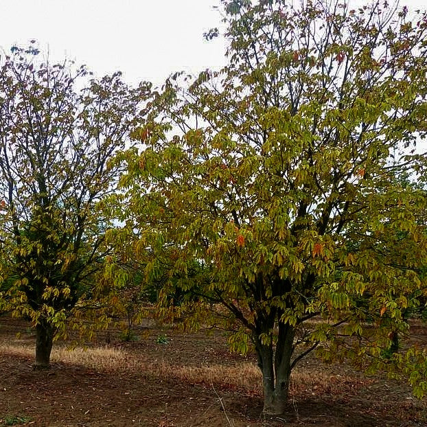 Echte Pavie (Aesculus pavia)