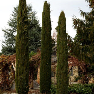 Echte Säulen-Zypresse 'Stricta' (Cupressus sempervirens)
