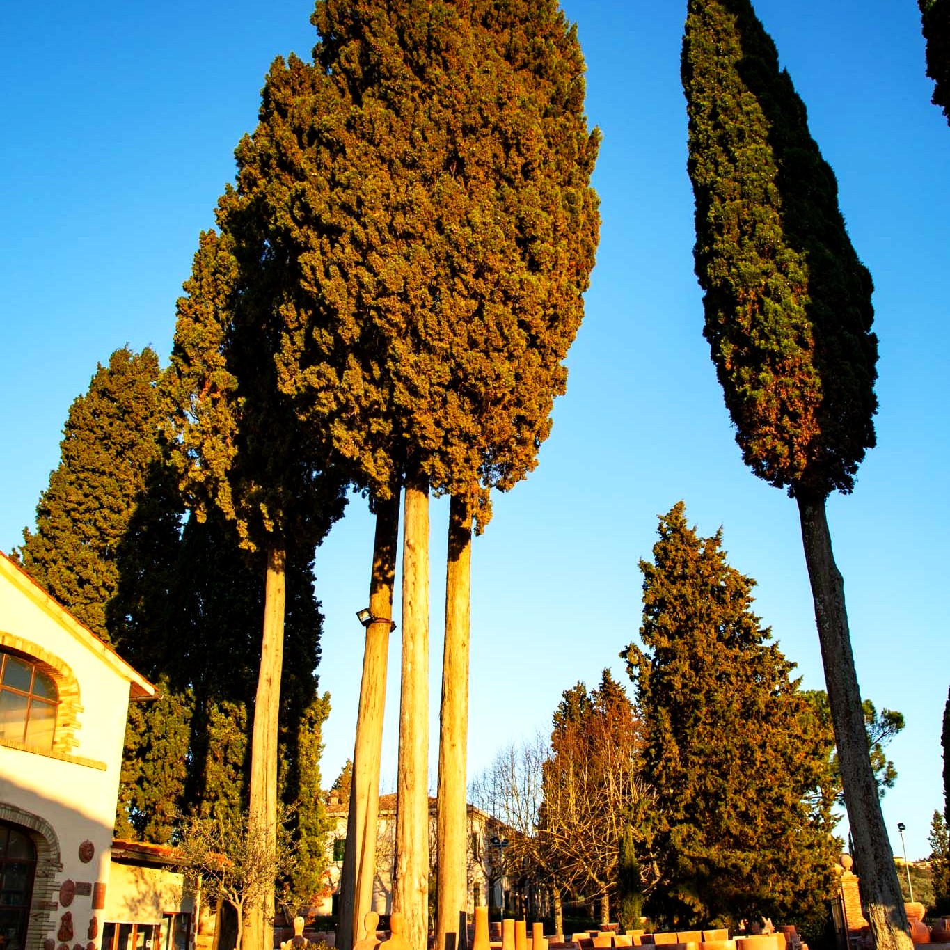 Echte Säulen-Zypresse 'Stricta' (Cupressus sempervirens)