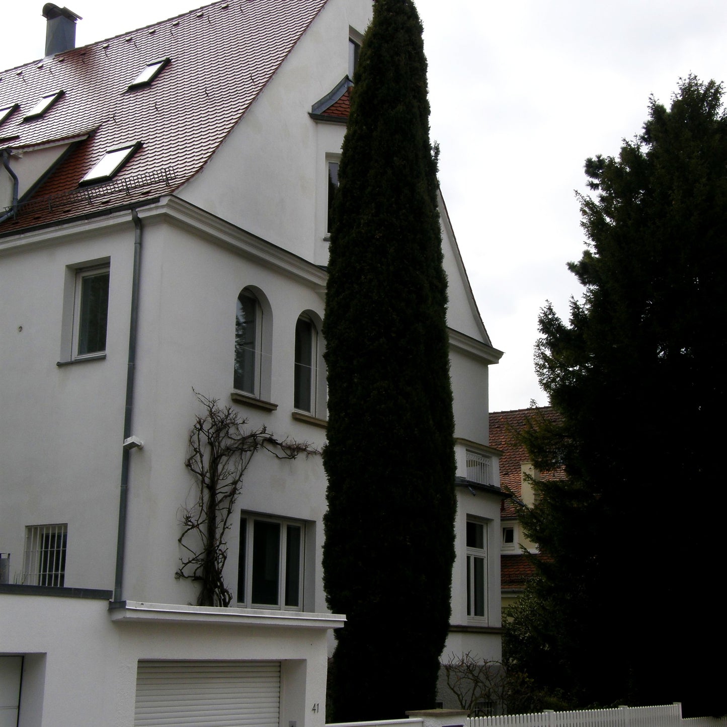 Echte Säulen-Zypresse 'Stricta' (Cupressus sempervirens)