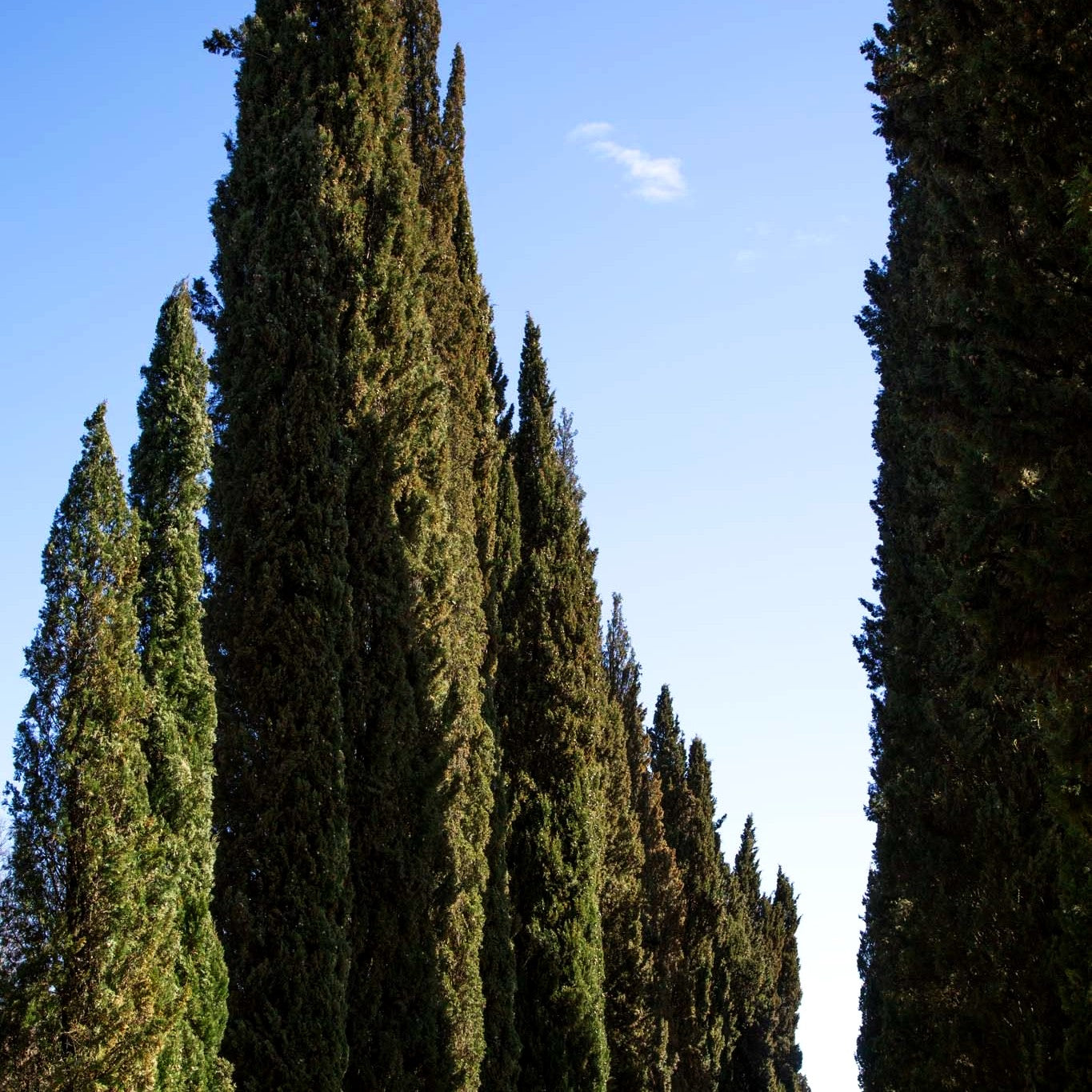 Echte Säulen-Zypresse 'Stricta' (Cupressus sempervirens)