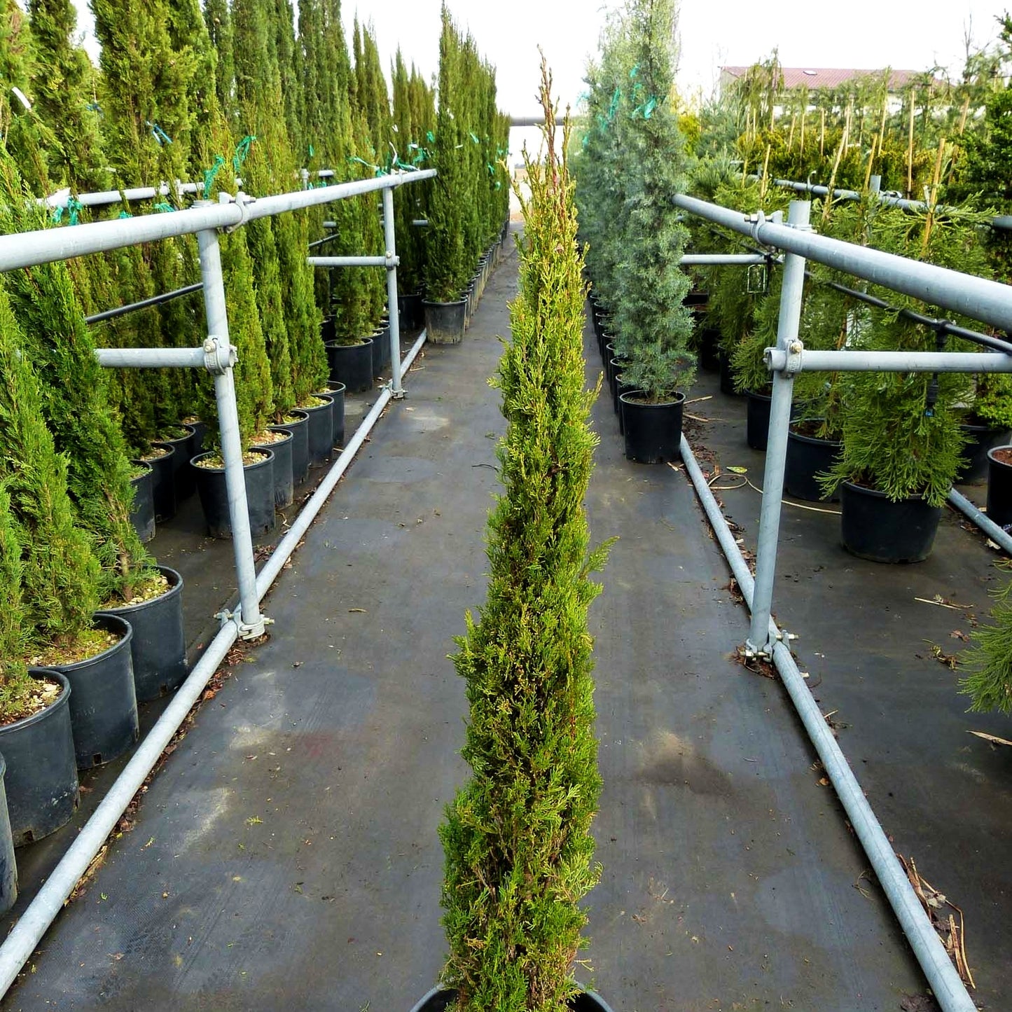 Echte Säulen-Zypresse 'Stricta' (Cupressus sempervirens)