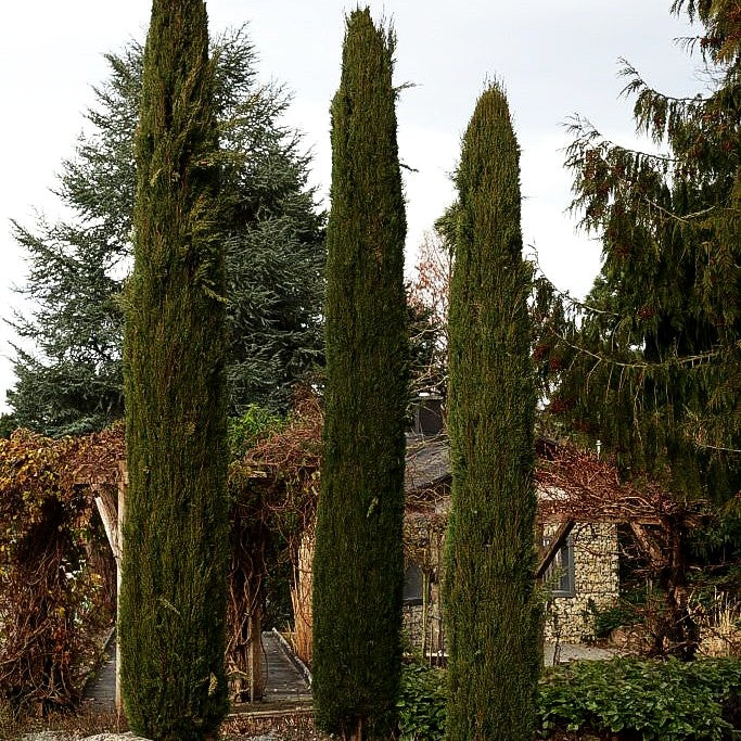 Echte Säulen-Zypresse 'Stricta' (Cupressus sempervirens)