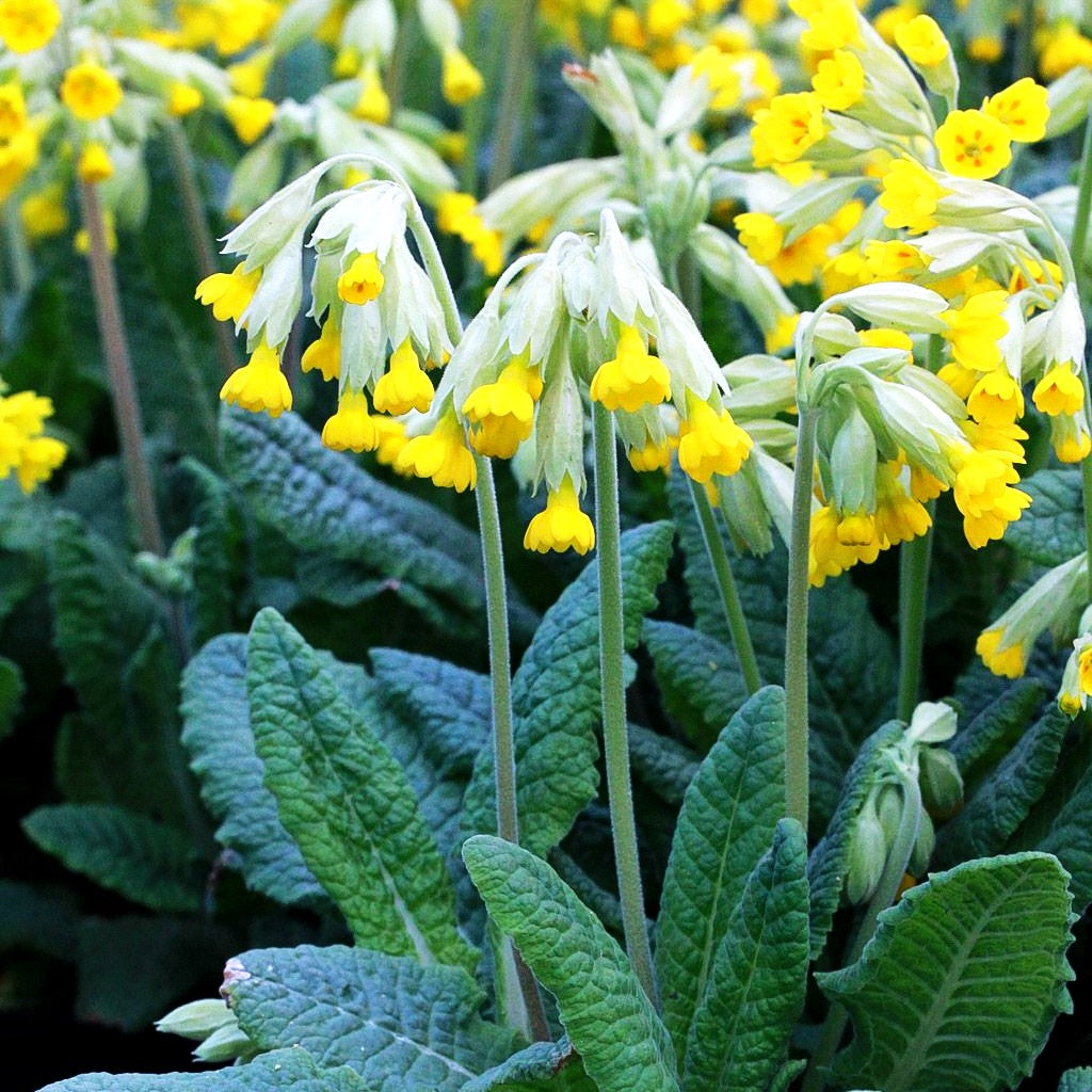 Echte Schlüsselblume (Primula veris ssp.veris)