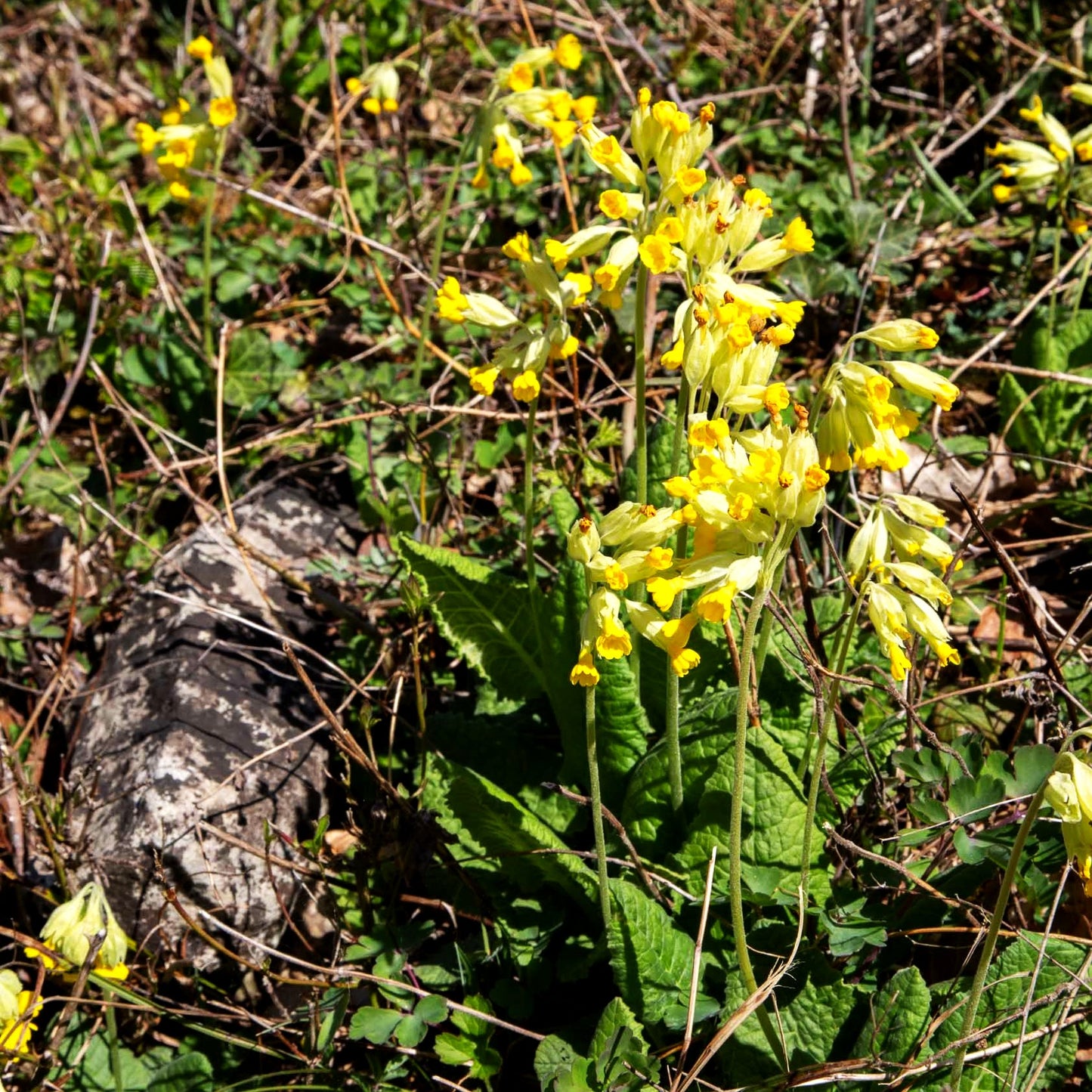 Echte Schlüsselblume (Primula veris ssp.veris)