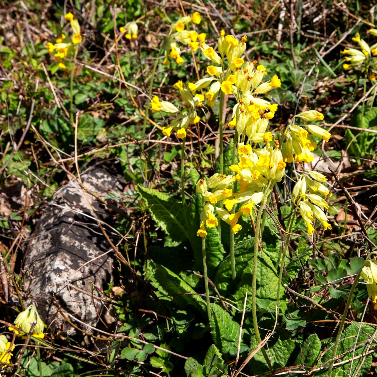 Echte Schlüsselblume (Primula veris ssp.veris)