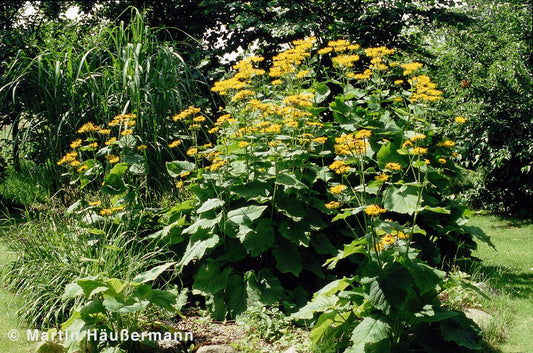 Echter Alant (Inula helenium)