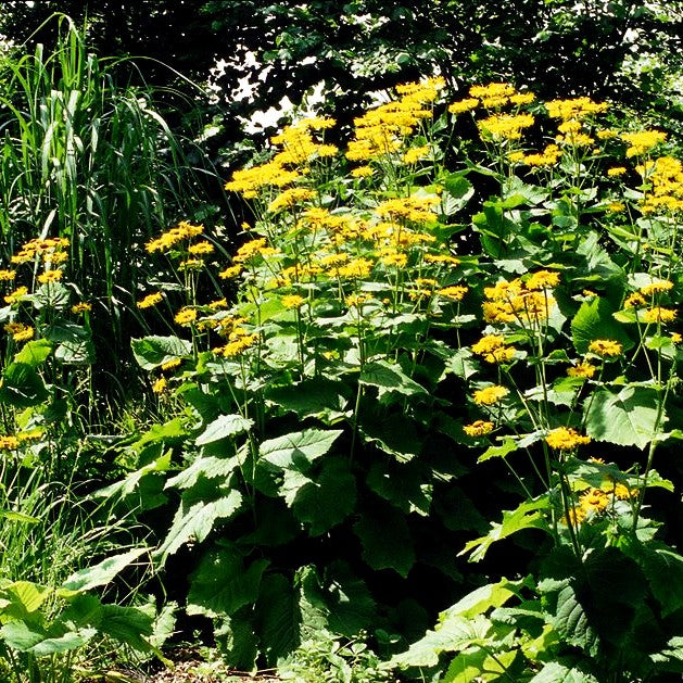 Echter Alant (Inula helenium)