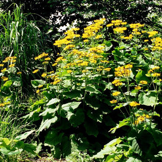 Echter Alant (Inula helenium)
