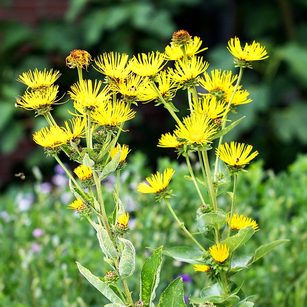 Echter Alant (Inula helenium)