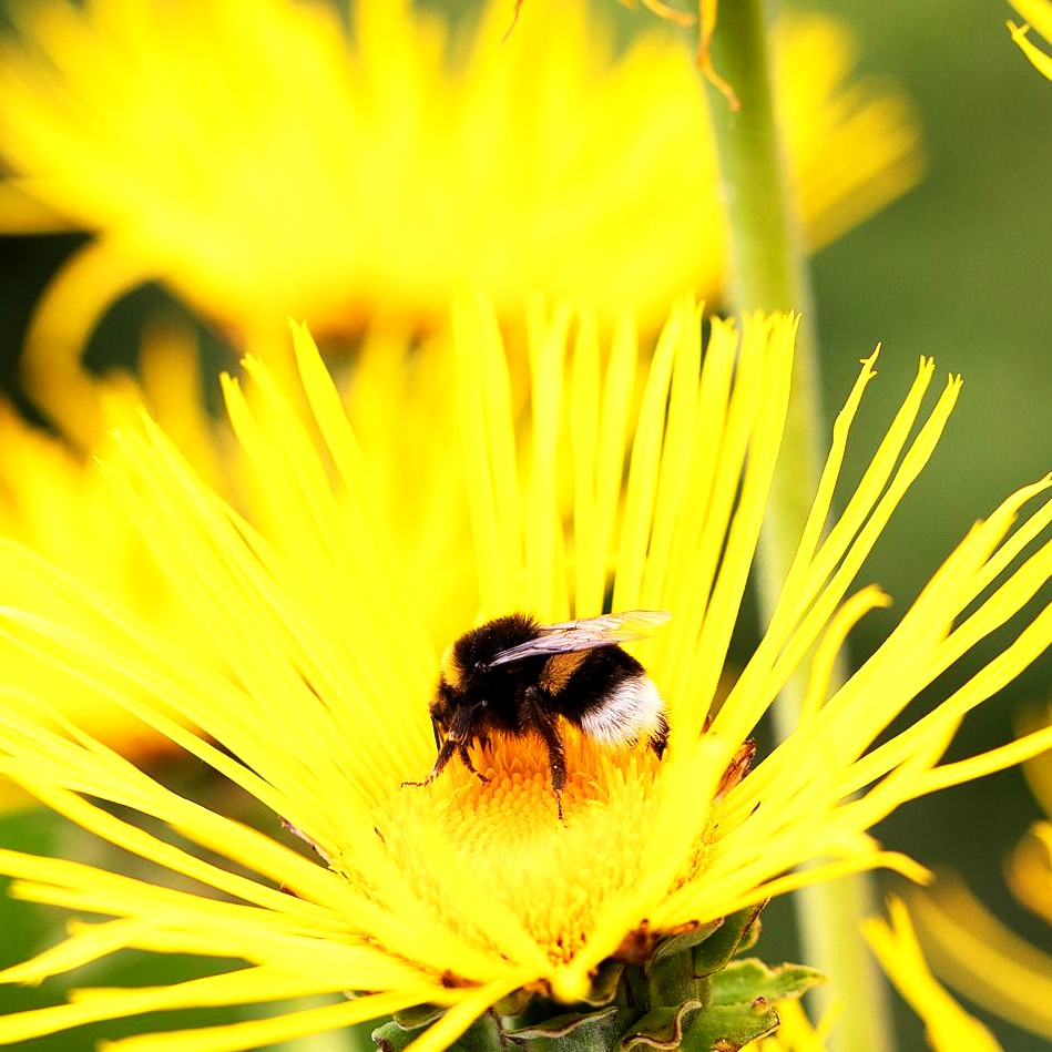 Echter Alant (Inula helenium)