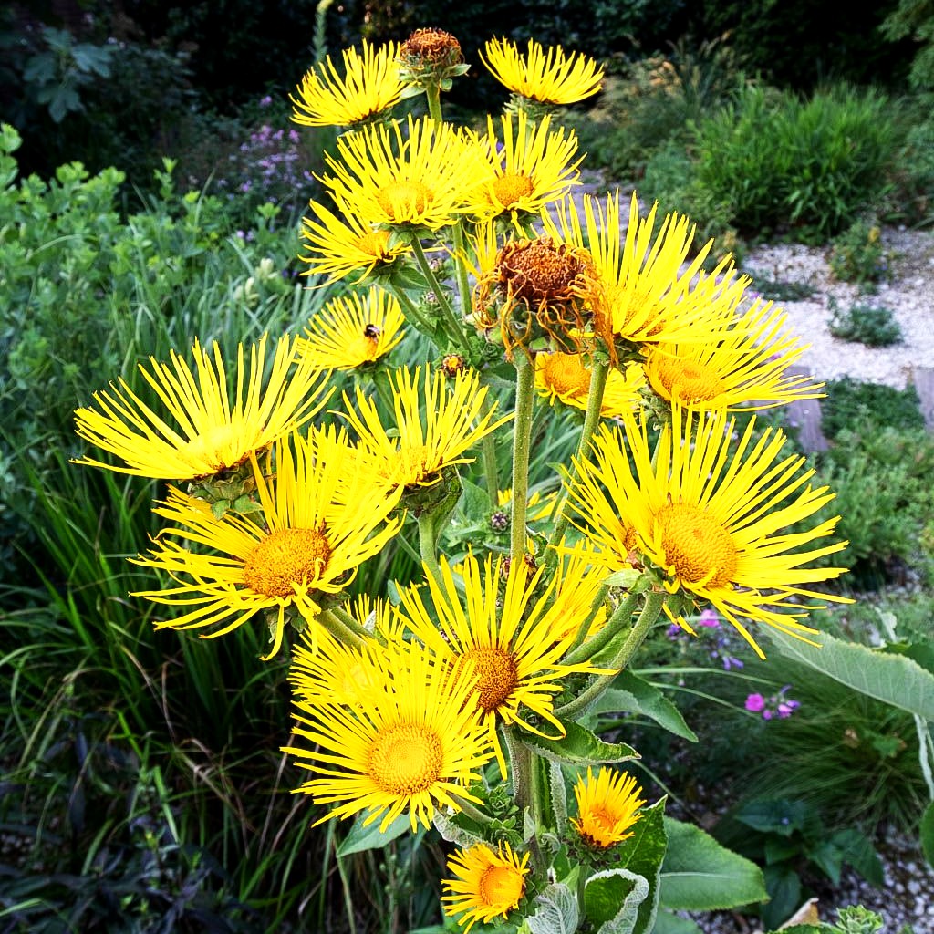 Echter Alant (Inula helenium)