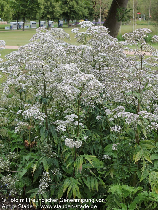 Echter Apotheker-Baldrian (Valeriana officinalis)