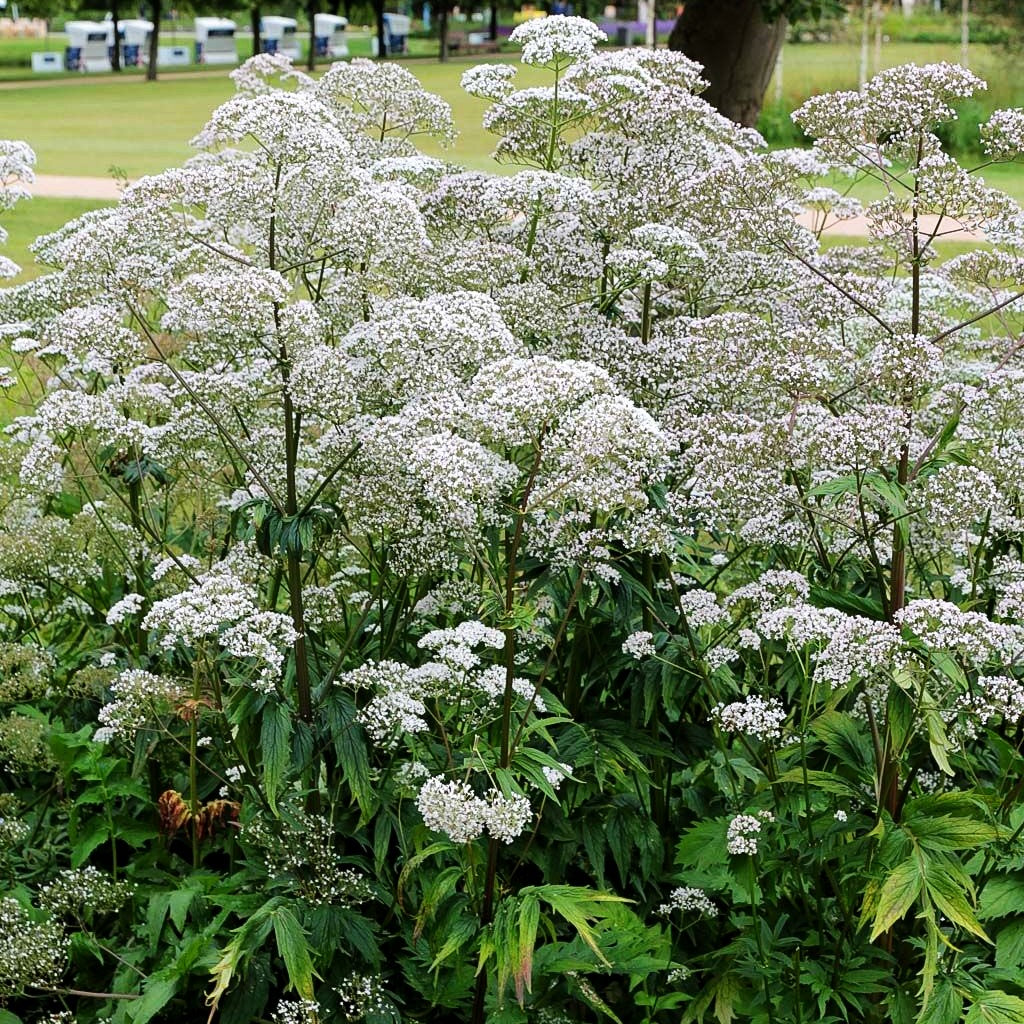Echter Apotheker-Baldrian (Valeriana officinalis)