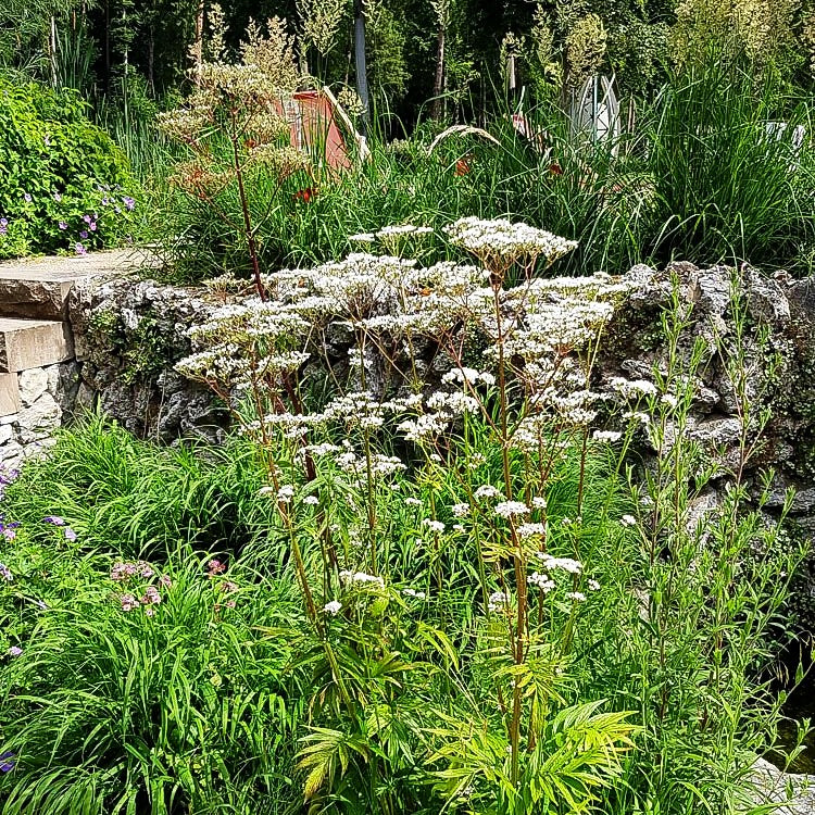 Echter Apotheker-Baldrian (Valeriana officinalis)
