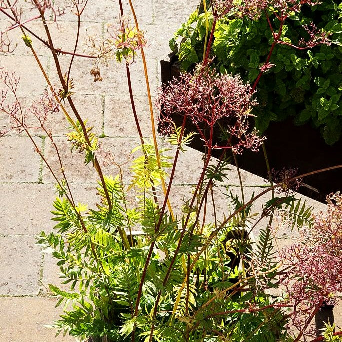 Echter Apotheker-Baldrian (Valeriana officinalis)