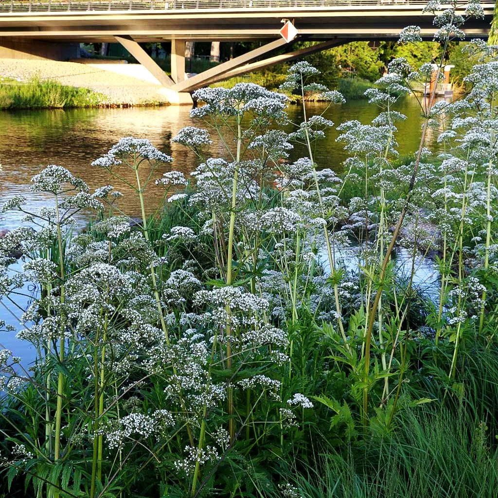 Echter Apotheker-Baldrian (Valeriana officinalis)