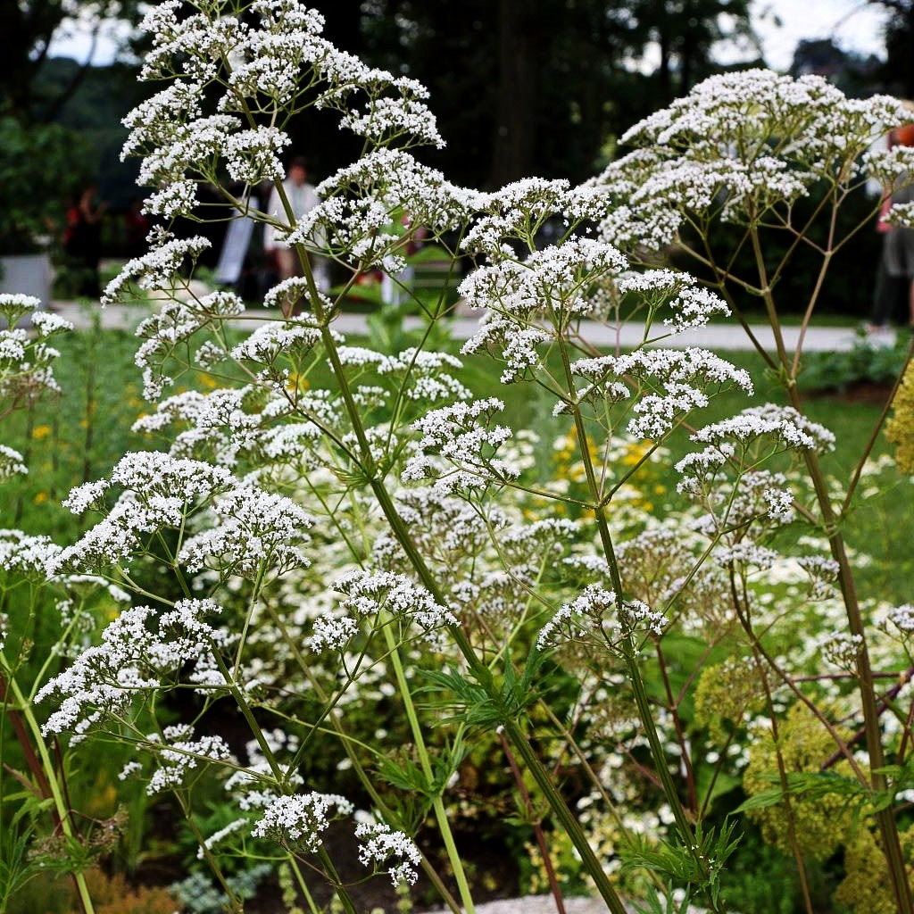 Echter Apotheker-Baldrian (Valeriana officinalis)