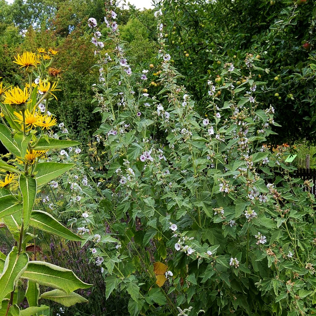 Echter Apotheker-Eibisch (Althaea officinalis)