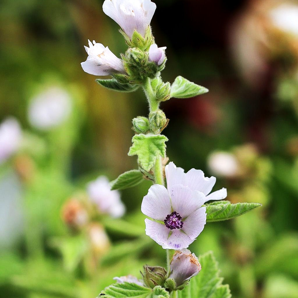 Echter Apotheker-Eibisch (Althaea officinalis)