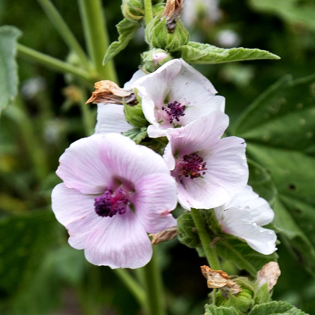 Echter Apotheker-Eibisch (Althaea officinalis)