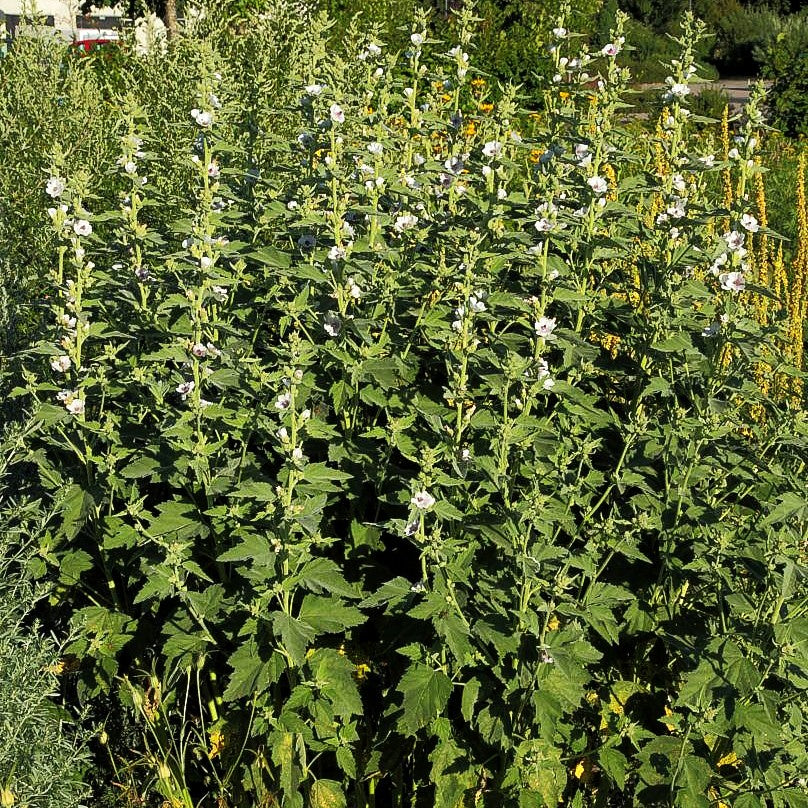 Echter Apotheker-Eibisch (Althaea officinalis)