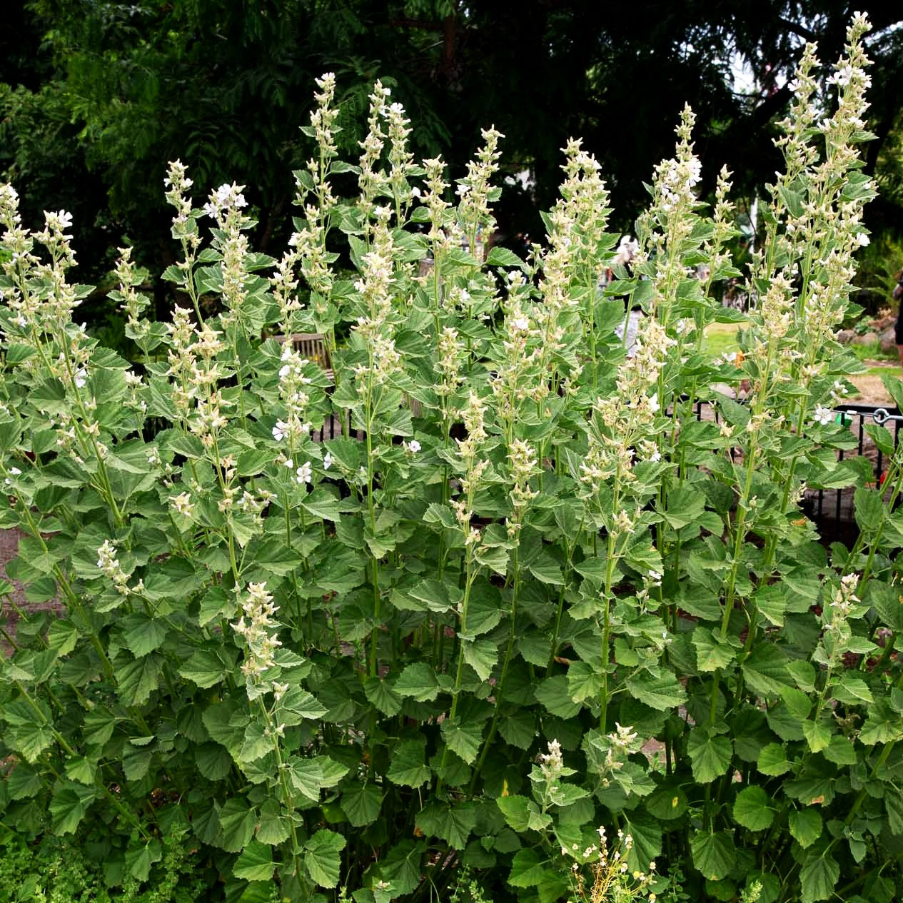 Echter Apotheker-Eibisch (Althaea officinalis)