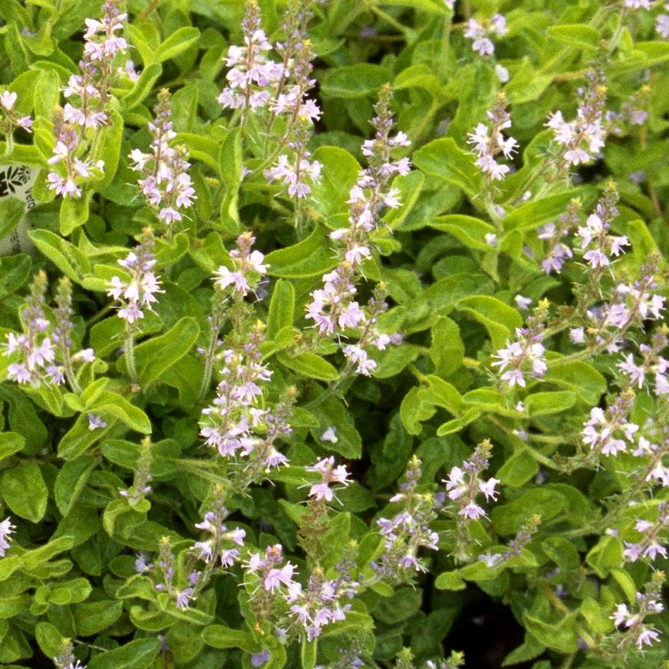Echter Ehrenpreis (Veronica officinalis)