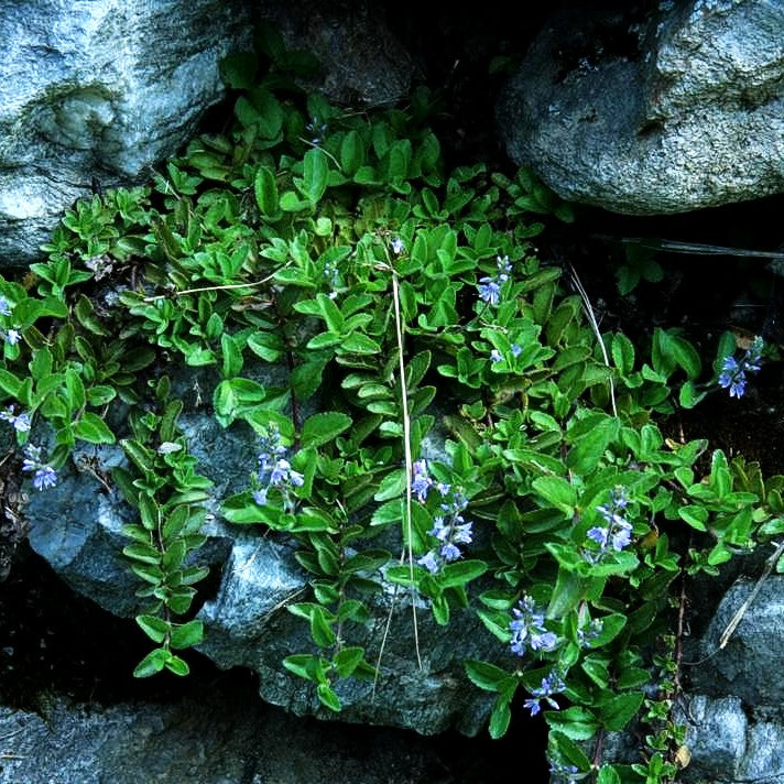 Echter Ehrenpreis (Veronica officinalis)