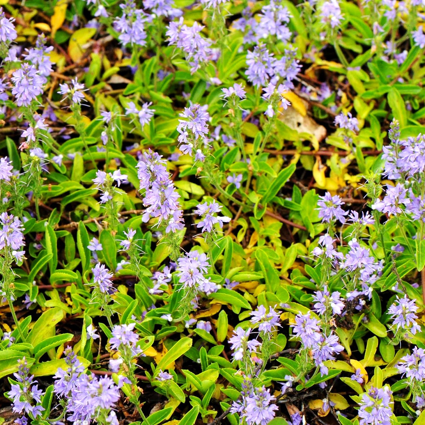Echter Ehrenpreis (Veronica officinalis)