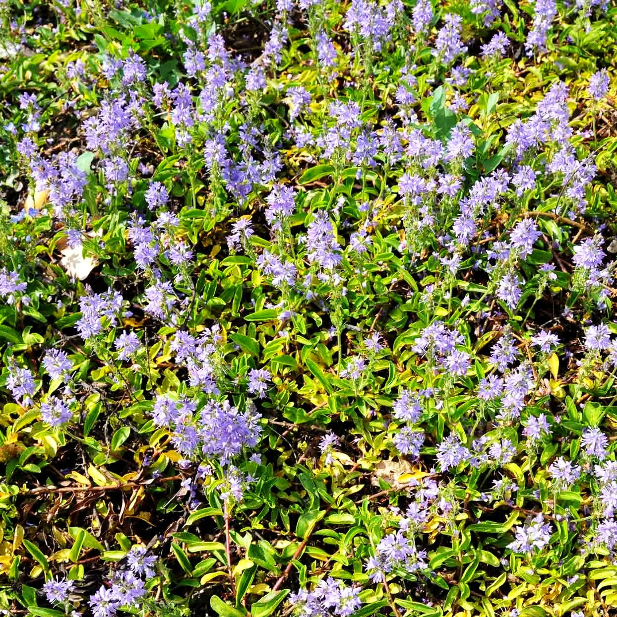 Echter Ehrenpreis (Veronica officinalis)