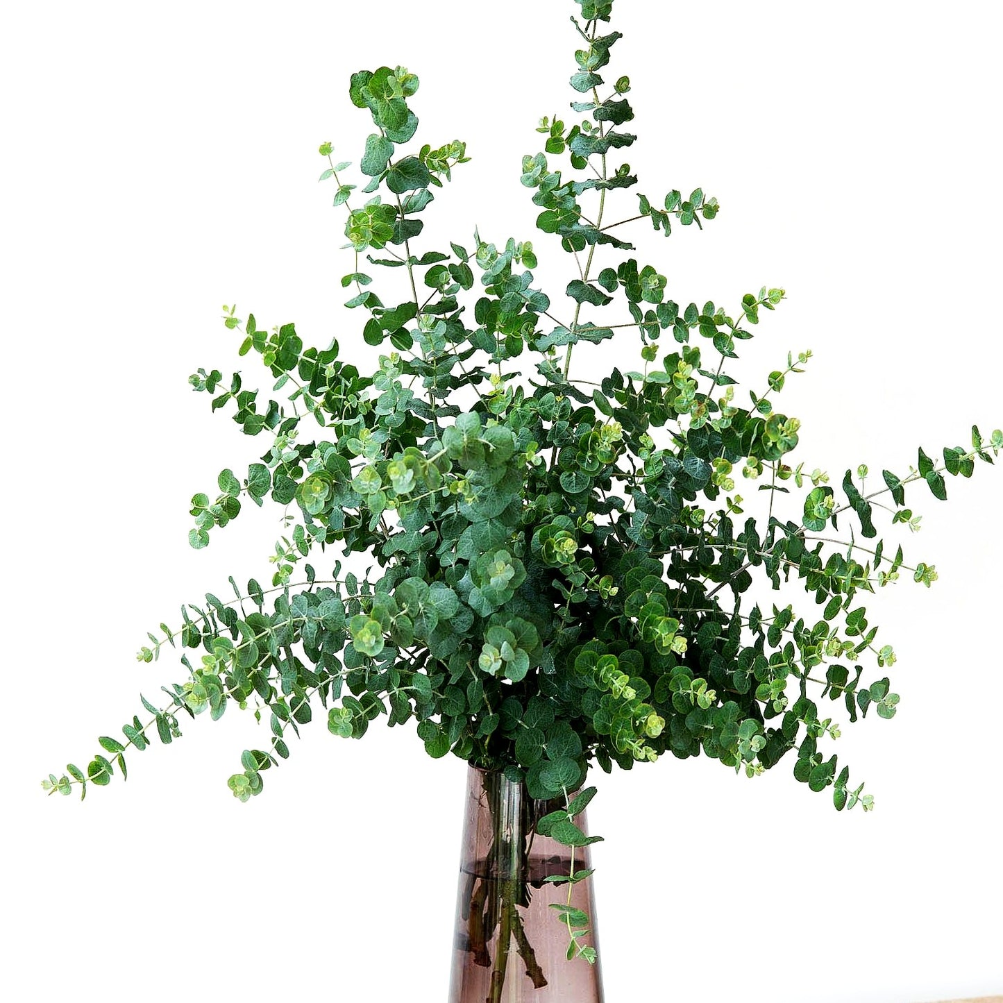 Echter Eukalyptus 'Silbertropfen' (Eucalyptus gunnii)