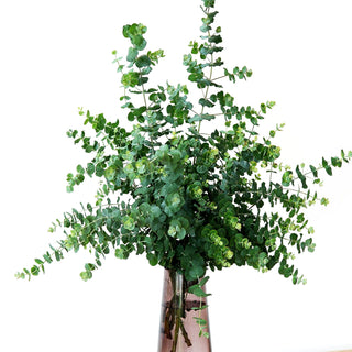 Echter Eukalyptus 'Silbertropfen' (Eucalyptus gunnii)