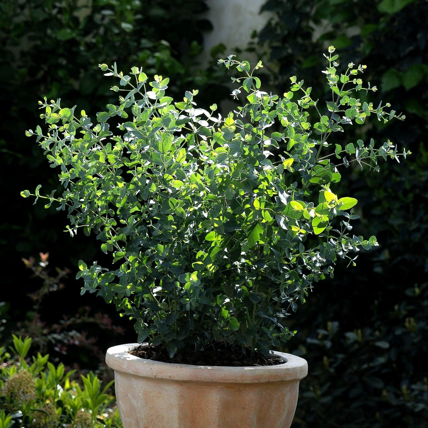 Echter Eukalyptus 'Silbertropfen' (Eucalyptus gunnii)